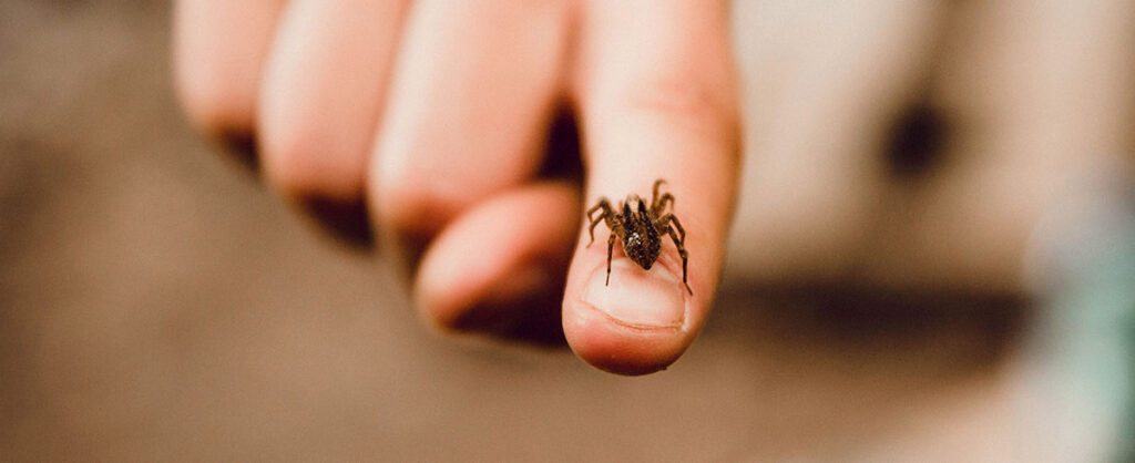 Arachnofobia czyli lęk przed pająkami