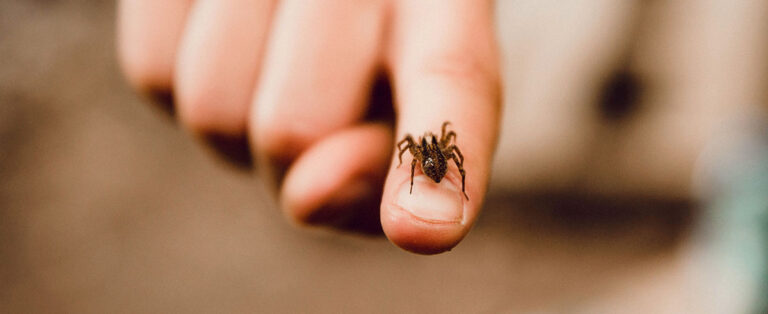 Arachnofobia czyli lęk przed pająkami