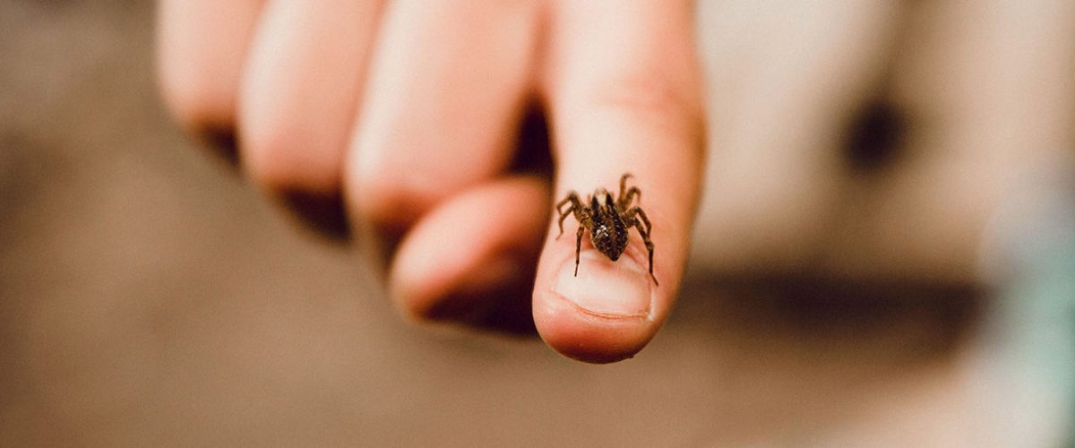 Arachnofobia czyli lęk przed pająkami